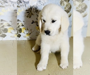 Medium English Cream Golden Retriever