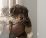 Puppy Resse Australian Shepherd