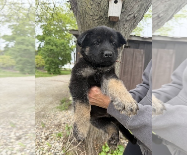 Medium Photo #8 German Shepherd Dog Puppy For Sale in FORT WAYNE, IN, USA