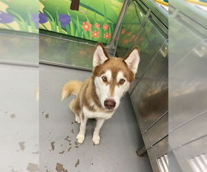 Siberian Husky Dogs for adoption in Waco, TX, USA