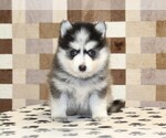 Small #2 Pomsky