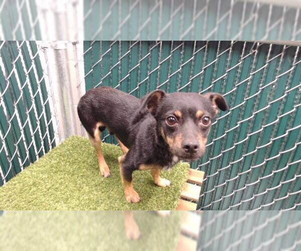 Medium Photo #1 Chihuahua-Unknown Mix Puppy For Sale in Downey, CA, USA