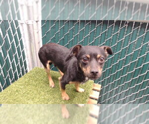 Chihuahua-Unknown Mix Dogs for adoption in Downey, CA, USA