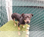 Small Chihuahua Mix