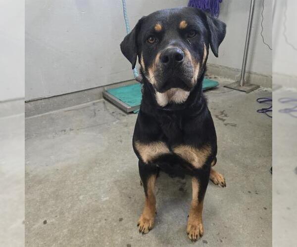 Medium Photo #1 Rottweiler Puppy For Sale in Camarillo, CA, USA