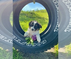 Bulldog Puppy for sale in HILLSBORO, WI, USA