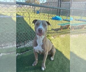 American Pit Bull Terrier-Unknown Mix Dogs for adoption in Pasadena, TX, USA