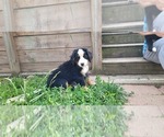 Small #8 Bernese Mountain Dog