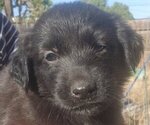 Anna - Female German Shepherd Dog-Golden Retriever Mix Puppy for Sale - Small photo