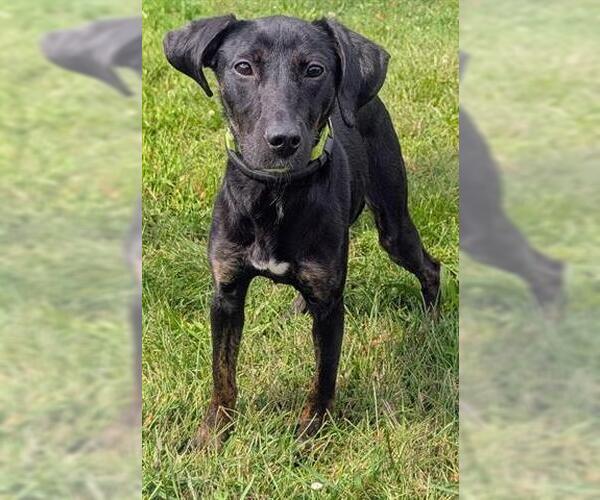 Medium Photo #1 Labrador Retriever Puppy For Sale in Akron, OH, USA