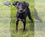 WANDA - Female Labrador Retriever Dog for Adoption - Small photo