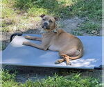 Small #3 Bullboxer Pit