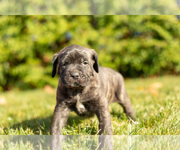 Medium Photo #2 Cane Corso Puppy For Sale in MENTONE, IN, USA