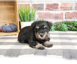Small #3 Schnauzer (Miniature)