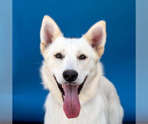 German Shepherd Dog Dogs for adoption in Pasadena, CA, USA
