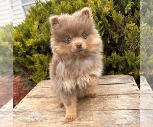 Pomeranian Puppy for sale in MIDDLEBURY, IN, USA