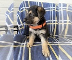 Small #5 German Shepherd Dog