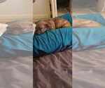 Small #13 Staffordshire Bull Terrier Mix