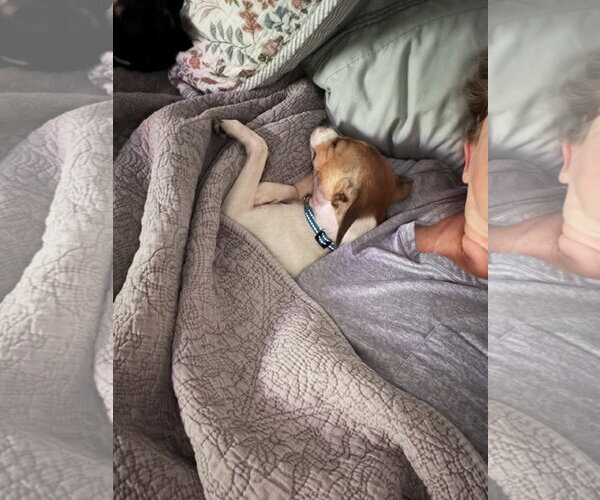 Medium Photo #4 Rat Terrier Puppy For Sale in Orlando, FL, USA