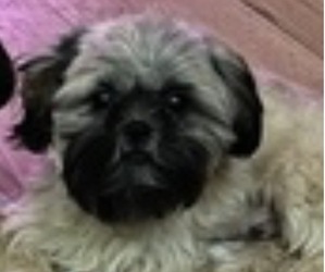 Father of the Mal-Shi puppies born on 11/04/2025
