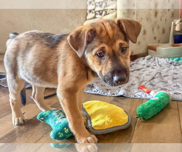 Medium Photo #1 Mutt Puppy For Sale in San Diego, CA, USA