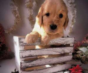 Golden Retriever Dog for Adoption in PHELAN, California USA