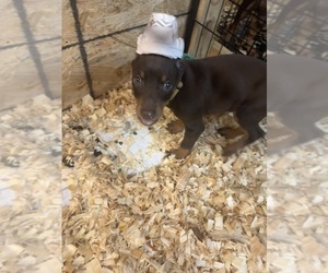 Doberman Pinscher Puppy for sale in ORONOGO, MO, USA