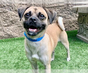 Pug-Unknown Mix Dogs for adoption in Moreno Valley, CA, USA