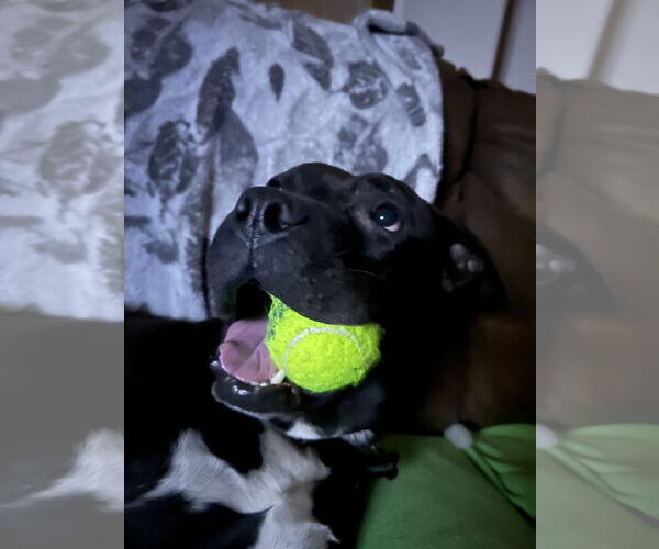 Medium Photo #7 American Pit Bull Terrier-Staffordshire Bull Terrier Mix Puppy For Sale in Chandler, AZ, USA