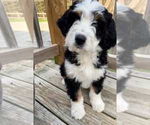Bernedoodle Puppy for sale in BROADWAY, VA, USA