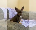Puppy Roxy French Bulldog