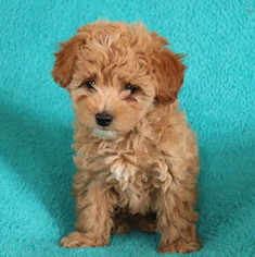 Poovanese Puppy for sale in GAP, PA, USA