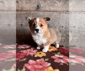 Pembroke Welsh Corgi Puppy for sale in VERMONTVILLE, MI, USA