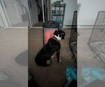 Small #1 American Staffordshire Terrier-Boxer Mix