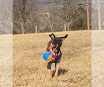 Small Photo #9 Mastiff-Unknown Mix Puppy For Sale in Catasauqua, PA, USA