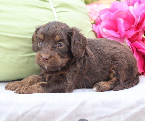 Medium Photo #3 Cavapoo Puppy For Sale in THORP, WI, USA