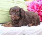Small #2 Cavapoo
