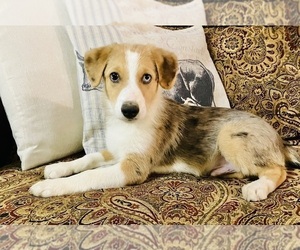 Miniature Australian Shepherd Puppy for sale in MCALESTER, OK, USA