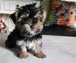 Puppy Puppy 2 Yorkshire Terrier