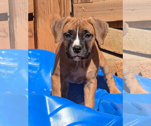 Mastiff-Unknown Mix Dogs for adoption in Greenville, SC, USA