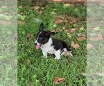 Small Photo #1 Pembroke Welsh Corgi Puppy For Sale in CLEVELAND, TX, USA