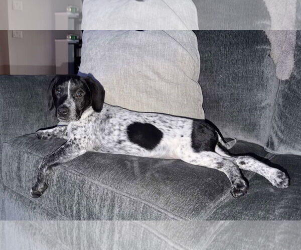Medium Photo #11 Bluetick Coonhound-Unknown Mix Puppy For Sale in pomfret, CT, USA