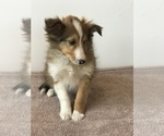 Small Photo #10 Shetland Sheepdog Puppy For Sale in BOWLING GREEN, KY, USA