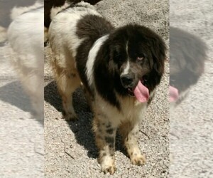 Newfoundland Puppy for sale in CHANUTE, KS, USA