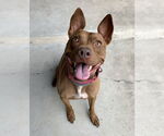 Small #10 American Pit Bull Terrier-Italian Greyhound Mix