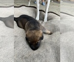 Small Photo #5 German Shepherd Dog Puppy For Sale in GRAND ISLAND, FL, USA