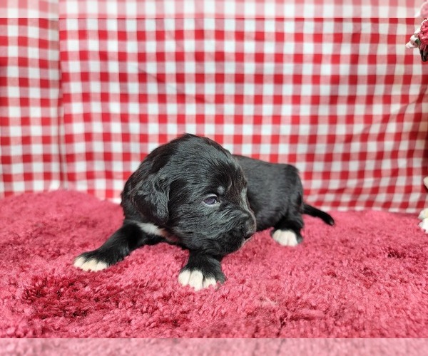 Medium Photo #63 Golden Mountain Dog Puppy For Sale in BLACK FOREST, CO, USA