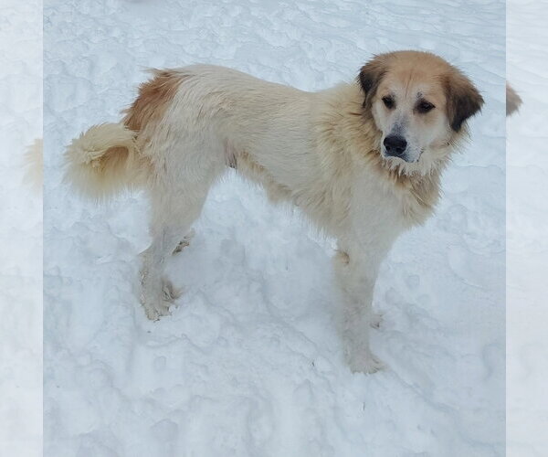 Medium Photo #8 Great Pyrenees Puppy For Sale in Croydon, NH, USA
