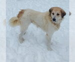 Small Photo #8 Great Pyrenees Puppy For Sale in Croydon, NH, USA