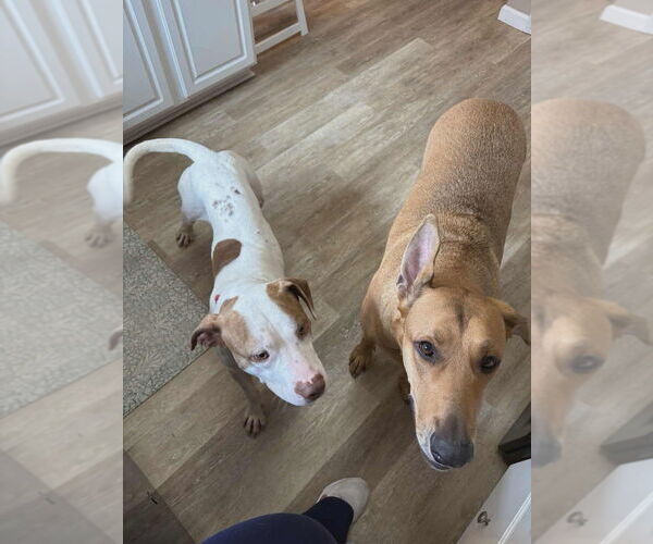 Medium Photo #6 Staffordshire Bull Terrier-Unknown Mix Puppy For Sale in Foristell, MO, USA